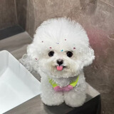 三条尾巴【安心宠】纯种比熊幼犬小型小体活物卷毛血统比熊犬茶杯宠物狗狗 白色 2026-05-01 02408 联系客服视频选宠