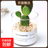 【端午节特价】多肉粽叶艾草植物仙人掌盆栽室内肉肉仙人球小盆栽 红毛掌+玻璃盆+黄金砂+营养土 含盆