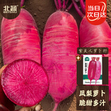 北蔬凤梨水果萝卜种子苗红心夏秋种菜籽 紫美人凤梨萝卜种子100粒x2包