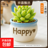 多肉小盆栽仙人球绿植带盆办公室桌面室内植物名贵仙人掌幼儿园礼 黄丽+HAPPY盆（送铺面石+肥料+土）