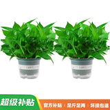 京东绿植绿萝盆栽除甲醛花卉绿植办公室新房净化空气180加仑2盆装源头直