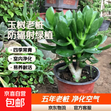 迩英阁大叶玉树老桩盆栽多肉植物燕子掌室内防辐射四季好养绿植净 玉树5年苗两棵【推荐购买】 原土（不含盆）15-25CM不等