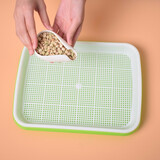 寿禾 芽菜种子萝卜四季秋冬季四季无土水培蔬菜豌豆芽 加密育苗盘1个+10张纸