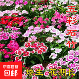 耐寒花种多年生野花组合种子四季开花花籽庭院易种活室外花卉 五彩石竹种子 250克