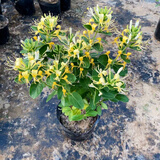 尔澜黄白金银花苗多花金银花树苗花卉庭院阳台盆栽地栽鸳鸯藤源头直发