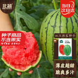 北蔬 西瓜种子苗早熟薄皮小果适合南北方盆栽瓜种籽 红玉西瓜种子50粒