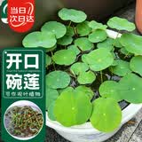 寿禾 碗莲种子水培已开口鱼缸盆栽四季开花植物 碗莲种子30粒