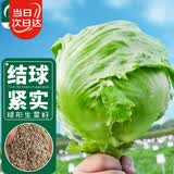 寿禾圆生菜种子苗结球夏秋盆栽蔬菜种籽 绿翡翠结球生菜种子10g*2袋