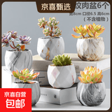 【东东农场专供】绿植盆栽大口径多肉陶瓷素烧透气粗陶手绘小花盆 大理石纹肉盆6个 【看图标注】