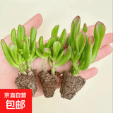 招财钱串吸财树多肉植物办公室桌面绿植盆栽花卉新手好养 【传统国学招财】吸财树3颗