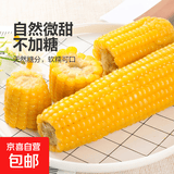 东北甜糯玉米黄糯白糯黑糯 单棒均重＞250g 新采年货真空包装 黄糯玉米8棒  均重＞260g