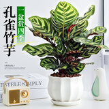 花翁孔雀竹芋盆栽花卉办公室内好养植物净化空气四季长青客厅桌面绿植