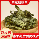 半山农蛤蟆草 野外生癞蛤蟆草荔枝草雪见草 中草药原材料整颗新货