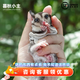 暮秋小主蜜袋鼯活物幼崽小飞鼠会滑翔蜜袋鼠宝宝蜜袋鼬活体宠物鼠活宠 原色蜜情侣组【一对】【推荐】