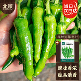 北蔬 樟树港辣椒种子苗正宗湖南特产菜籽 樟树港辣椒种子约30粒*2袋