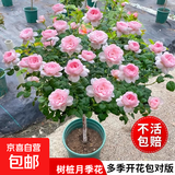 棒棒糖树桩月季花苗树状特大花朵四季开花花卉植物庭院玫瑰花树苗 瑞典女王【多季循环开花】 粗度：直径2-2.2cm