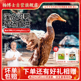 杨博士 皖南散养老鸭2只 净重4斤 农家鸭子土鸭新鲜鸭肉整只鸭源头直发