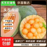 【东东农场专供】现摘现发哈密瓜晓蜜25号脆甜爽口 哈密瓜带箱4-5斤（1-2个）