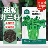 北蔬甜脆芥兰种子种苗大芯芥蓝四季蔬菜种籽 甜脆芥兰种子5g约1000粒