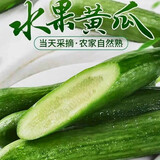 京鲜生山东荷兰水果黄瓜 净4.5斤 单果70g+ 减脂必备源头直发
