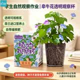 IAM City Farmer牵牛花种植盆栽小学生科学趣味diy科学手工实验植物观察窗10034