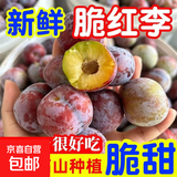 京喜加脆甜四川脆红李子新鲜水果当季孕妇整箱红脆李脱骨李脆红李 15g+ 新鲜脆红李1斤