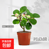 菩提树盆栽小盼菩提带果盆景室内办公室植物桌面摆件中式禅意绿植 B级小盼菩提【3-5个果】