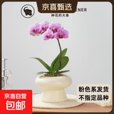 年宵花春节蝴蝶兰盆栽花苗桌面装饰花卉植物四季好养绿植过年货 粉色系蝴蝶兰配小号树脂飞碟套盆