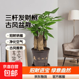发财树盆栽大植物室内办公室桌面客厅小盆景招财树苗绿植花卉盆栽 三杆发财树 5-8cm【随机古风盆】 【送肥料】