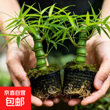 佛肚竹盆栽罗汉竹老桩室内阳台办公桌庭院四季常青观赏盆景绿植 A级佛肚竹(粗枝)10-15cm推荐