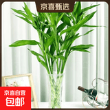【富贵竹】广州发货水培植物好养懒人节节高供佛办公室内礼物七夕 富贵竹60cm5支