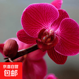 双花剑蝴蝶兰盆栽兰花大苗带花剑带花苞四季开花室内花好养易成活 18.红蝴蝶--双花剑发货 塑料盆栽好