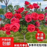 棒棒糖树桩月季花苗树状特大花朵四季开花花卉植物庭院玫瑰花树苗 国月红色【多季循环开花】 粗度：直径2-2.2cm
