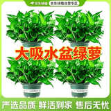 京东绿植绿萝盆栽除甲醛花卉绿植办公室新房净化空气180加仑4盆装源头直发