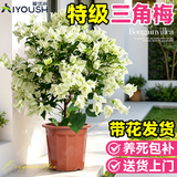 爱优尚三角梅盆栽带花苞树阳台室内植物阳台庭院四季开花三角梅源头直发