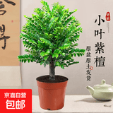 小叶紫檀盆景树苗老桩植物客厅办公室内桌面四季好养花卉绿植盆栽 老桩小叶紫檀(原盆) 不含托盘