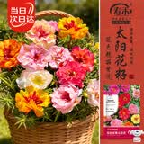 寿禾重瓣太阳花种子大花盆栽花种籽 混色重瓣太阳花种子约8000粒x3包