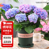 花翁绣球花苗无尽夏大花幸运八仙花阳台室内庭院花卉盆栽植物源头直发