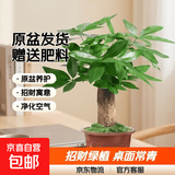 发财树盆栽大植物室内办公室桌面客厅小盆景招财树苗绿植花卉盆栽 中单杆发财树 5-8cm【原盆】 【送肥料】