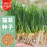 寿禾猫草种子水培小麦草麦苗盆栽芽苗菜种植 潍丰猫草种子50g约1000粒