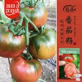寿禾草莓番茄种子苗绿肩西红柿蔬菜种籽 潍丰贝雷塔草莓番茄种子25粒