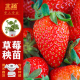 北蔬草莓苗带土发货盆栽秧苗地栽水果苗 奶油草莓苗3盆源头直发包邮