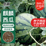 北蔬 西瓜种子种苗冰糖麒麟8424盆栽西瓜籽 冰糖麒麟瓜种子约150粒