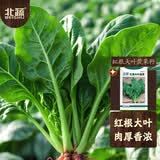 北蔬 菠菜种子大叶红根耐寒夏秋四季蔬菜种籽 红根大叶菠菜种子50g