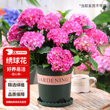 花翁绣球花苗无尽夏大花幸运八仙花阳台室内庭院花卉盆栽植物源头直发