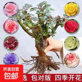 玫瑰老桩花苗室内外盆栽地栽阳台四季开花好养易活花卉月季苗秧 混色系【10颗装】+肥料