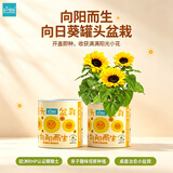 IAM City Farmer向日葵罐头盆栽儿童种植小盆栽diy种子幼儿园植物观察盆栽10066