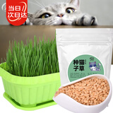 寿禾 猫草种子小麦苗土培水培猫零食草籽 潍丰猫草种子200g