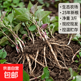 京喜加【26年新根】新鲜鱼腥草折耳根嫩根凉拌节节根现挖猪鼻孔带泥 带泥折耳根3斤 净重