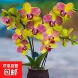 双花剑蝴蝶兰盆栽兰花大苗带花剑带花苞四季开花室内花好养易成活 25.三色鸟--双花剑发货 塑料盆栽好
